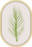 Aedelma